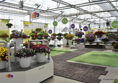 At Ball Horticultural.